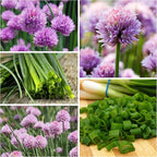 Seed Needs Italian Parsley & Chives Seeds for Planting Fresh Kitchen Herbs - Non-GMO Heirloom & Untreated Perennial Herb Seed to Plant a Culinary Garden Indoors or Outdoors (2 Pack Duo)