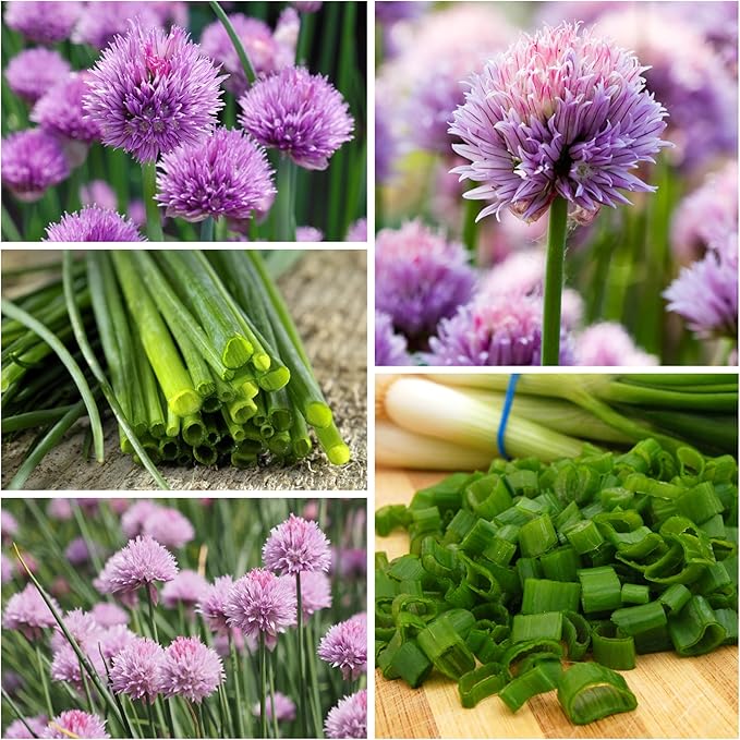 Seed Needs Borage & Chives Seeds for Planting Fresh Kitchen Herbs - Non-GMO Heirloom & Untreated Perennial Herb Seed to Plant a Culinary Garden Indoors or Outdoors (2 Pack Duo)