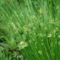Chalily Soft Rush, a Great Live Pond Plant for Your Water Garden. Filters koi and Goldfish Ponds. Good for Bogs, Plant Shelf or Shallow Water This marginal Aquatic is a Real Beauty