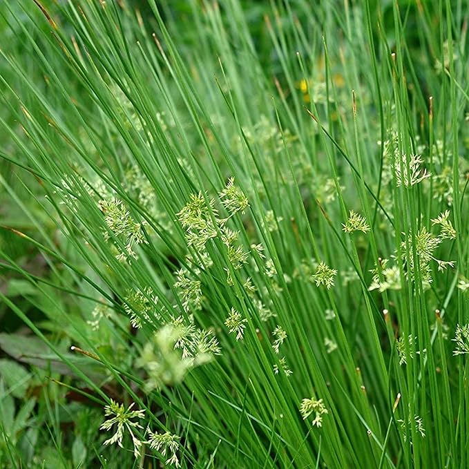 Chalily Soft Rush, a Great Live Pond Plant for Your Water Garden. Filters koi and Goldfish Ponds. Good for Bogs, Plant Shelf or Shallow Water This marginal Aquatic is a Real Beauty