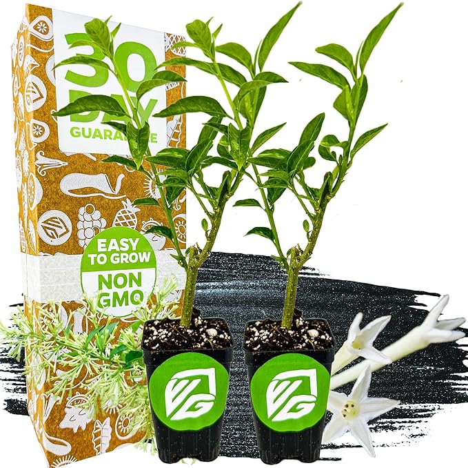 Night Blooming Jasmine Live Plant - Cestrum nocturnum by Wellspring Gardens - Starter Plant (2-Pack)