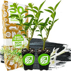 Night Blooming Jasmine Live Plant - Cestrum nocturnum by Wellspring Gardens - Starter Plant (2-Pack)