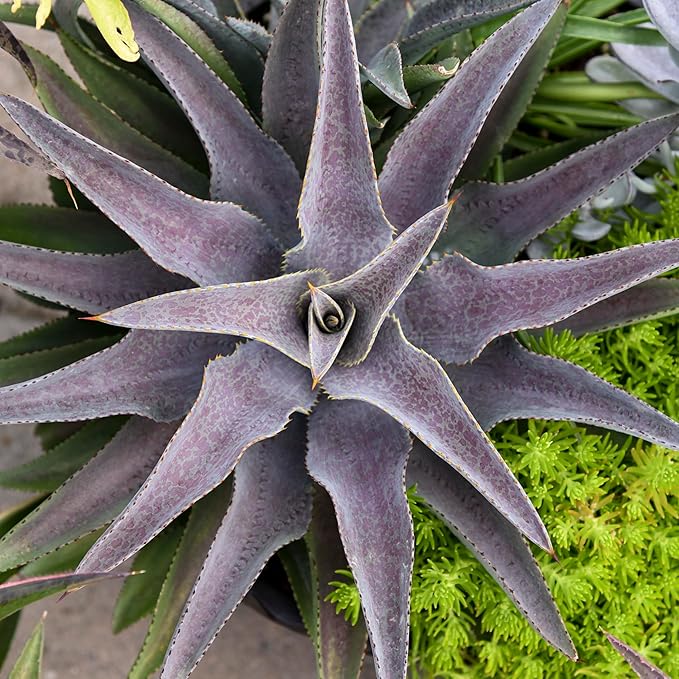 Purple People Eater Mangave, Live Plant in 3" Grower Pot, Easy Care, Houseplant