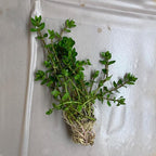 Chalily Lemon Bacopa, a Great Live Pond Plant for Your Water Garden. Filters koi and Goldfish Ponds. Good for Bogs, Plant Shelf or Shallow Water This marginal Aquatic is a Real Beauty