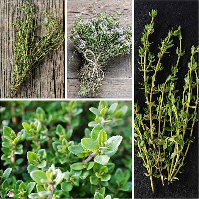 Seed Needs Thyme & Oregano Seeds for Planting Fresh Kitchen Herbs - Non-GMO Heirloom & Untreated Perennial Herb Seed to Plant a Culinary Garden Indoors or Outdoors (2 Pack Duo)