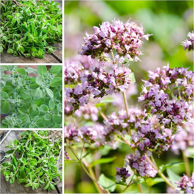 Seed Needs Sweet Marjoram & Italian Oregano Seeds for Planting Fresh Kitchen Herbs - Non-GMO Heirloom & Untreated Perennial Herb Seed to Plant a Culinary Garden Indoors or Outdoors (2 Pack Duo)