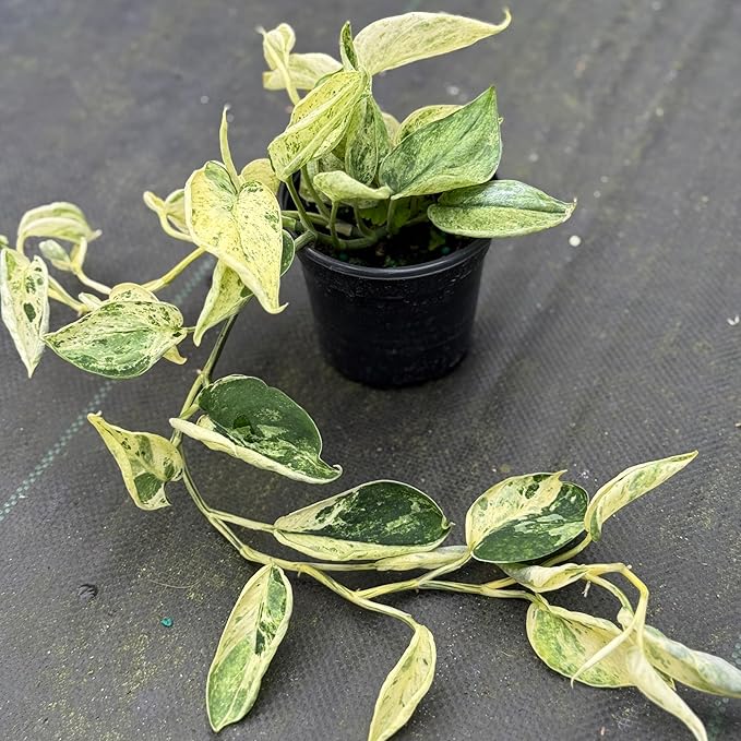 Scindapsus Marble Queen Plant – Live 4" Satin Pothos with Silvery Variegated Leaves | Easy-Care Trailing Indoor Vine | Air-Purifying Houseplant for Home or Office (Heat Pack Included)