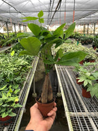 Money Tree 'Guiana Chestnut' Pachira Braid | Live Plant for Indoor & Outdoor | for Living Room, Office, Bathroom | (3" Pot)