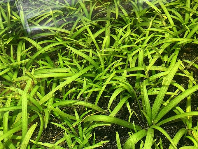 Marcus Fish Tanks - Live Aquarium Plant Variety Pack Amazon Sword Java Moss Anacharis Ludwigia Java Fern and More