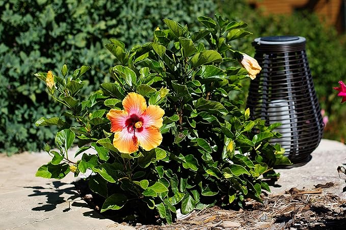 Fiesta Hibiscus Bush - Live Hibiscus Flowering Plant - Tropical Flower Plant - 1 Gallon Planter - Overall Height 10" to 14" - Tropical Plants of Florida