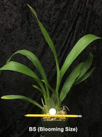 Oncidium Sharry Baby - Chocolate Fragrance Very Popular, Easy to Grow and Bloom (NOT in-Bud/Bloom When Shipped)