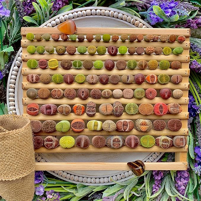 Lithops Succulent Plants Live – 0.6-0.8" 50 Pcs Rare Living Stones Mix, Succulents Bare Root Without Pot & Soil, Easy-Care Indoor Office Desk Decoration, Unique Plant Gifts for Succulent Lovers