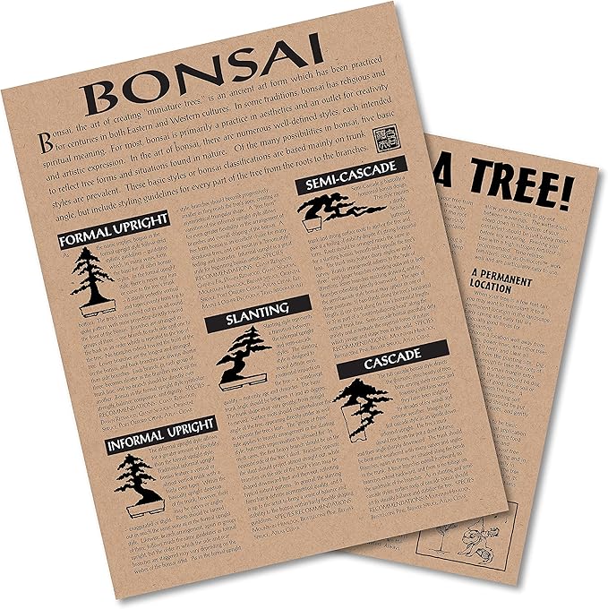 Bonsai Tree | Rocky Mountain Juniper | Seed Grow Kit | The Jonsteen Company