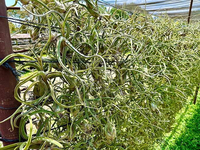 ragnaroc Air Plants - Flowering Tillandsia Caput Medusae, Large 5-7" - 2ct - Live Arrival Guaranteed - House Plants for Home Decor & Gift