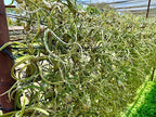ragnaroc Air Plants - Flowering Tillandsia Caput Medusae, Large 5-7" - 1ct - Live Arrival Guaranteed - House Plants for Home Decor & Gift