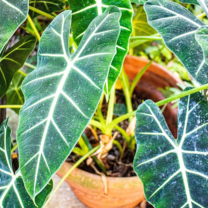 Frydek Elephant Ear Live Plant - Alocasia Micholitziana - Wellspring Gardens Starter Plant - Exotic Tropical Houseplant for Indoor & Outdoor Garden, Landscaping, Home Decor - Lush Green Foliage