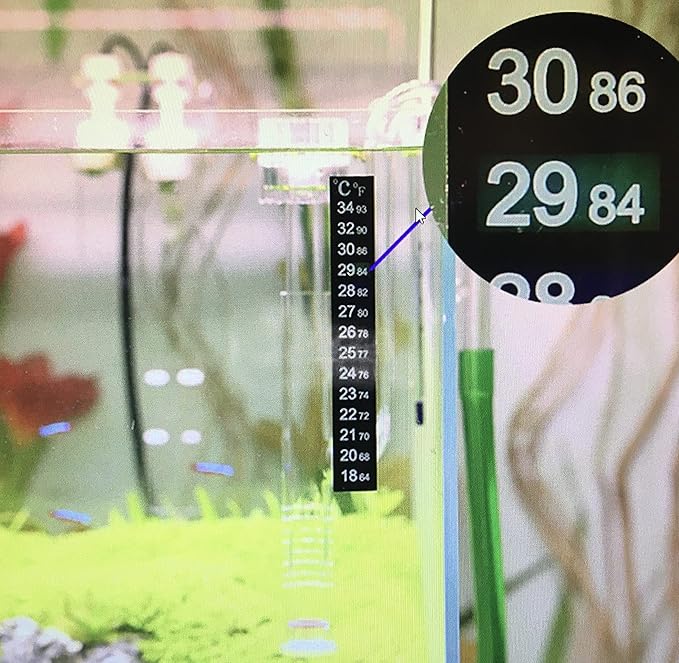 40+ Giant Duckweed (Spirodela polyrhiza) Live Floating Plants for Aquarium or Pond