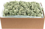 SuperMoss (21792) Reindeer Moss – Soft Preserved Moss for Home Decor, Crafts, Terrariums, Floral Design, and Wedding Decorations, 2,588 cu in, Green