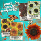 Seed Needs Mexican Sunflower Seeds for Planting Tithonia rotundifolia Flowers - Heirloom & Open Pollinated Annual Flower Seed to Plant an Outdoor Butterfly Garden (1 Pack)