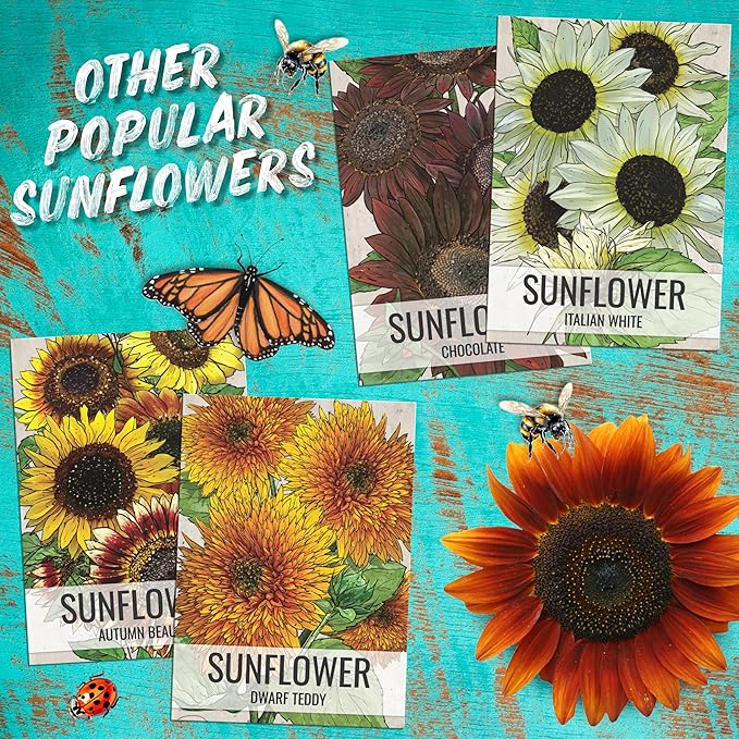 Seed Needs Mexican Sunflower Seeds for Planting Tithonia rotundifolia Flowers - Heirloom & Open Pollinated Annual Flower Seed to Plant an Outdoor Butterfly Garden (1 Pack)