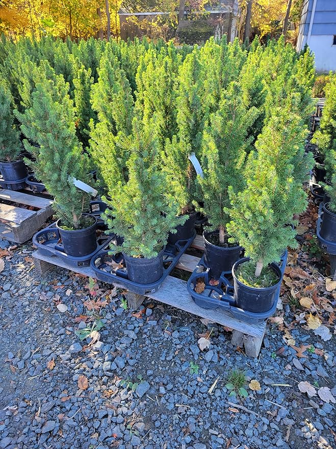 Dwarf Alberta Spruce 1 Gallon