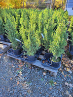 Dwarf Alberta Spruce 1 Gallon