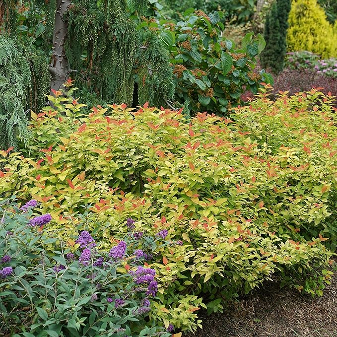 2 Gallon Proven Winners Spirea Double Play Candy Corn Shrub