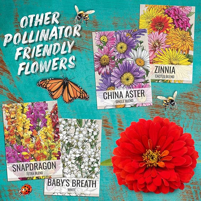 Seed Needs Flower Seeds Cosmos Crazy Blend No Filler 10+ Varieties Cosmos | Cosmo Bipinnatus Open Pollinated Untreated | Resealable Packaging Keeps Seeds Fresh | Bulk Cosmos Flowering Seed Mix