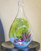 Creations by Nathalie - DIY Terrarium Kit with Live Air Plant (Local & Fresh from Florida), Glass Tear Drop, Reindeer Moss, Figurine, Healing Crystal Chips and Sand - Handmade in USA
