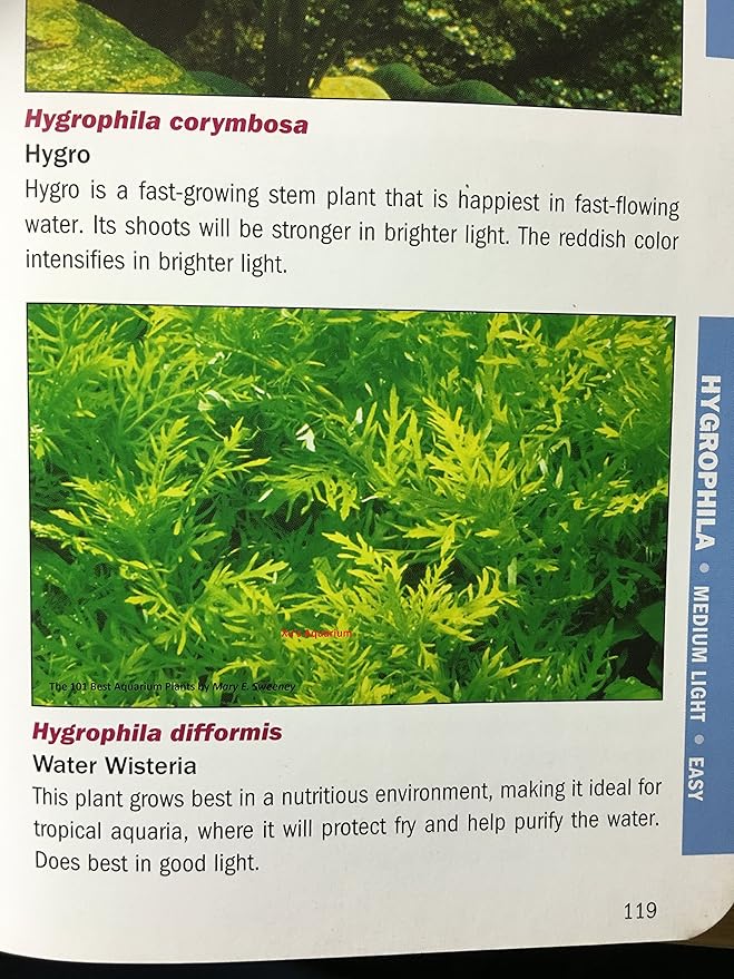 3 Water Wisteria (Hygrophila Difformis), Live Aquarium/Aquatic/Stem Plant by G&Z