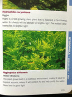 3 Water Wisteria (Hygrophila Difformis), Live Aquarium/Aquatic/Stem Plant by G&Z