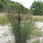 Chalily Blue Arrows Rush, a Great Live Pond Plant for Your Water Garden. Filters koi and Goldfish Ponds. Good for Bogs, Plant Shelf or Shallow Water This marginal Aquatic is a Real Beauty