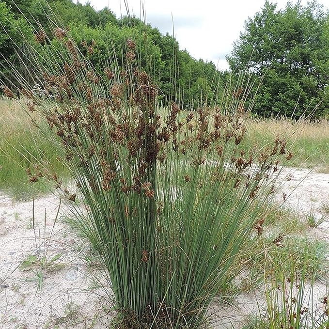 Chalily Blue Arrows Rush, a Great Live Pond Plant for Your Water Garden. Filters koi and Goldfish Ponds. Good for Bogs, Plant Shelf or Shallow Water This marginal Aquatic is a Real Beauty