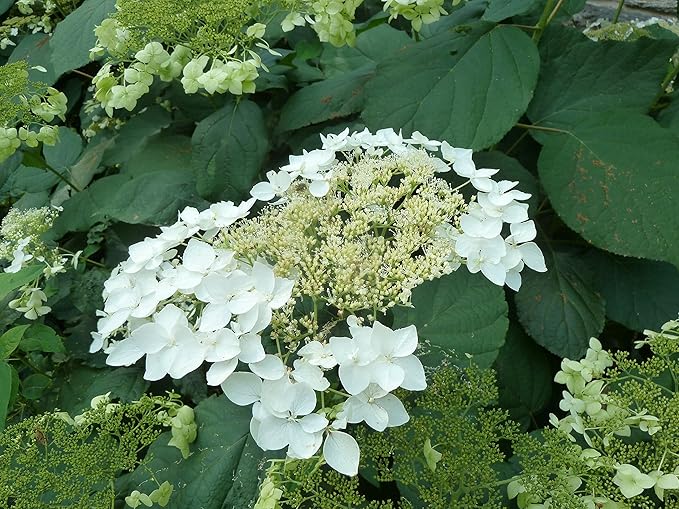 American Beauties Native Plants - Hydrangea arb. 'Haas' Halo' (Smooth Hydrangea) Shrub, white lacecap flowers, #3 - Size Container