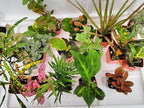 Terrarium & Fairy Garden Plants - 6 Plants in 2.5 (is Approximately 4 to 6 Inches Height of The Plant)