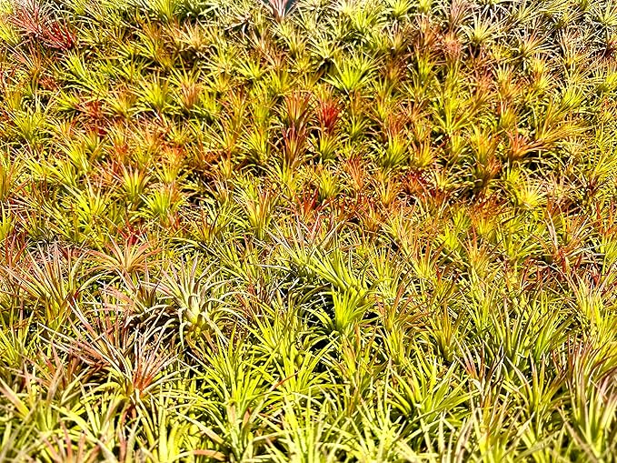 ragnaroc Air Plants Bulk - Tillandsia Ionantha Wholesale Pack, Regular 1-3" - 25ct - Live Arrival Guaranteed - House Plants for Home Decor & Gift