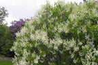 Syringa vul. X 'Primrose' (Lilac) Shrub, pale yellow flowers, #3 - Size Container