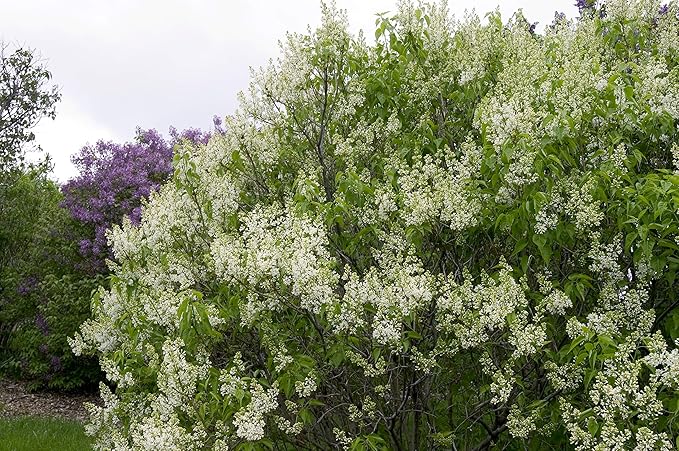 Syringa vul. X 'Primrose' (Lilac) Shrub, pale yellow flowers, #3 - Size Container
