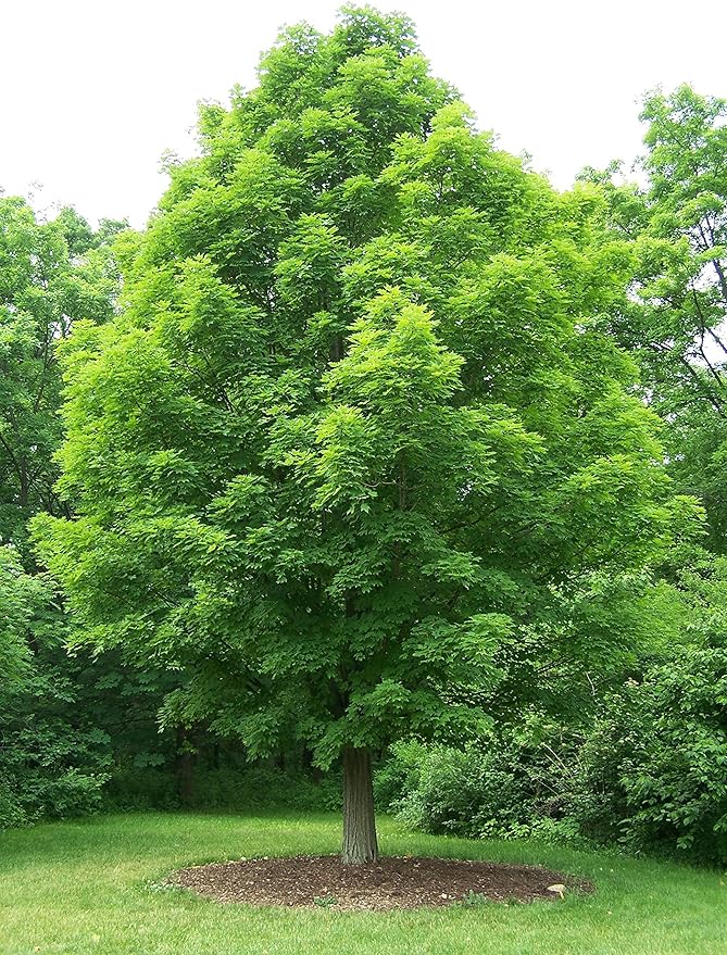 Sugar Maple Shade Tree - Orange and Yellow Fall Color- Live Plant Shipped 2 to 3 Feet Tall by DAS Farms
