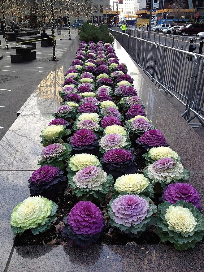 Seeds Flowering Kale Cabbage Ornamental Decorative Large-Leaved Mix Beatiful Cut Flowers for Planting Non GMO