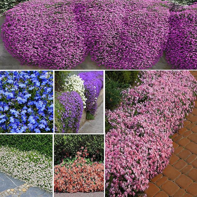 Mix Climbing Lobelia Flower Seeds for Planting, 309+pcs Rare Perennial Climber Trailing Lobelia Flower Seeds Plants, Beauty Flowers Plants Yard Potted Decoration for Home Garden Outdoors