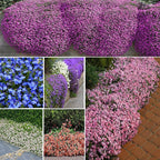 Mix Climbing Lobelia Flower Seeds for Planting, 309+pcs Rare Perennial Climber Trailing Lobelia Flower Seeds Plants, Beauty Flowers Plants Yard Potted Decoration for Home Garden Outdoors