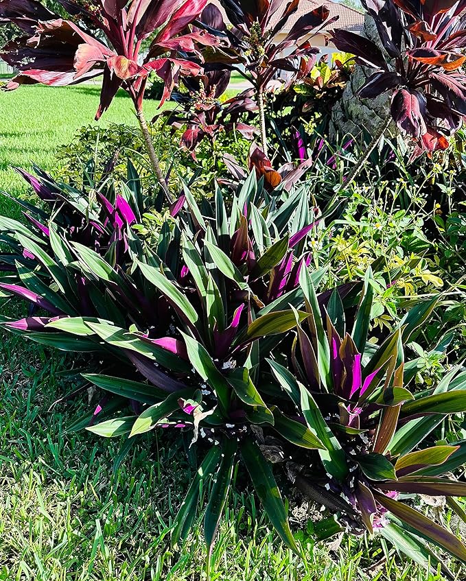 SIX Outdoor Live Plants- Oyster Plant Purple & Green - Grows to Medium Height Outdoor Plant- Young Small Plant