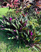 SIX Outdoor Live Plants- Oyster Plant Purple & Green - Grows to Medium Height Outdoor Plant- Young Small Plant