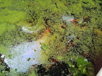 8 oz Package Live Duckweed Plants, Floating Aquatic Plants for Ponds, Natural Koi Fish Food, Water Garden Plants