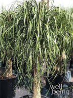 Nature's Way Farms Ponytail Palm (Beaucarnea Recurvata) Large Ponytail Palm Tree, Live Indoor Plant, in Growers Pot