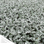 Live Spring Dusty Miller - 4 Plants Per Pack - 6" Tall by 4" Wide in 1 Pint Pot