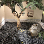 FANTIAN 10 lbs Black Rocks Pebbles for Plants, 1-2 Inch Polished Black River Rocks for Planter Garden Landscaping Vase Yard Walkway Home Décor Paving Fountain and Outdoor Decorative Stones