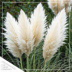 Live Ornamental Pampas Grass (Cortaderia selloana) - White (2 Pack) - Perennial Accent Plant - 10" Tall by 5" Wide in 1.5 Qt Pot