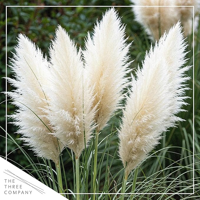 Live Ornamental Pampas Grass (Cortaderia selloana) - White (2 Pack) - Perennial Accent Plant - 10" Tall by 5" Wide in 1.5 Qt Pot